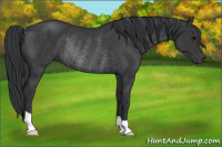 Horse Color:Black Rabicano 