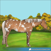 Horse Color:White Spotted Chocolate Palomino Rabicano 