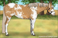 Horse Color:Palomino Sabino Appaloosa 