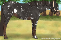 Horse Color:White Spotted Liver Chestnut Appaloosa 