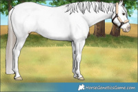 Horse Color:Liver Chestnut Sabino Appaloosa 
