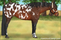 Horse Color:Bay Sabino Appaloosa 