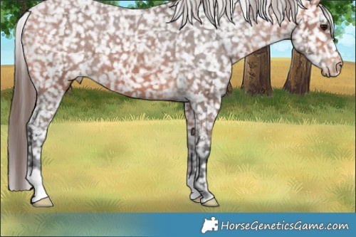 Horse Color:Bay Appaloosa 
