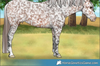 Horse Color:Bay Appaloosa