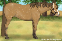 Horse Color:Buckskin Snowflake Varnish 