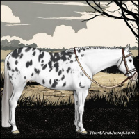 Horse Color:White Spotted Black Sabino Appaloosa 