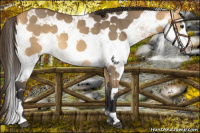 Horse Color:Buckskin Dun Sabino 