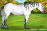 Horse Color:Gray Brown Rabicano 