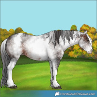 Horse Color:White Spotted Brown Rabicano 