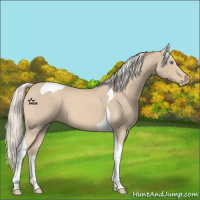 Horse Color:Cremello Tobiano
