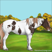 Horse Color:White Spotted Liver Chestnut Tobiano 
