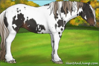 Horse Color:White Spotted Liver Chestnut Tobiano 