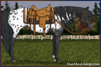 Horse Color:Black Appaloosa 