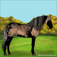 Horse Color:Void Silver Brown Dun Splash Tobiano 