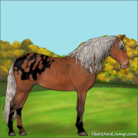 Horse Color:Void Silver Bay Tobiano Appaloosa 