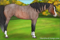 Horse Color:Bay Roan Splash
