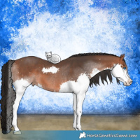 Horse Color:Bay Splash 