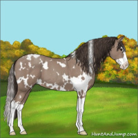Horse Color:White Spotted Classic Champagne Splash