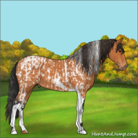 Horse Color:Bay Tobiano Appaloosa and Bay Tobiano