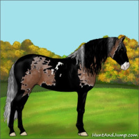 Horse Color:Bay Splash Tobiano