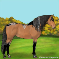 Horse Color:Bay Tobiano 