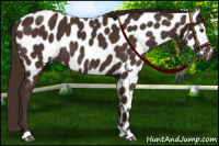 Horse Color:Liver Chestnut Appaloosa