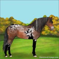 Horse Color:Bay Tobiano 