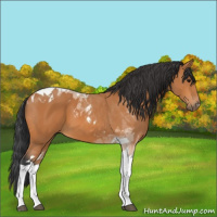 Horse Color:Bay Tobiano 