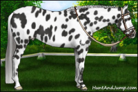 Horse Color:Liver Chestnut Near Leopard 