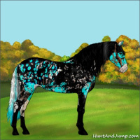 Horse Color:Bay Tobiano Appaloosa  and Silver Buckskin Tobiano Appaloosa 