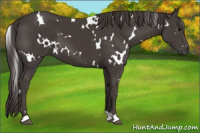 Horse Color:White Spotted Smoky Black 
