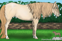 Horse Color:Buckskin Pearl 