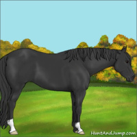 Horse Color:Black 