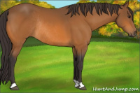 Horse Color:Buckskin Rabicano