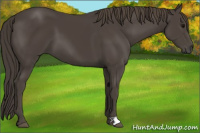 Horse Color:Smoky Black 