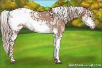 Horse Color:Liver Red Dun Sabino 
