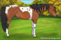 Horse Color:Bay Tobiano 