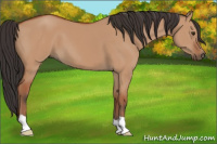 Horse Color:Bay Dun 