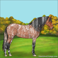 Horse Color:Gold Champagne Sabino Splash  and Bay Roan 