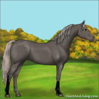 Horse Color:Void Silver Black 