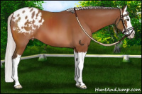 Horse Color:Silver Bay Sabino Splash Varnish 