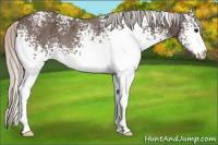 Horse Color:White Spotted Silver Black 