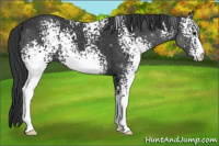Horse Color:White Spotted Black 