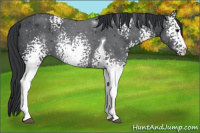 Horse Color:White Spotted Black Tobiano 