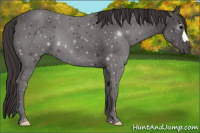 Horse Color:Smoky Black 