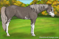 Horse Color:Silver Black Sabino 