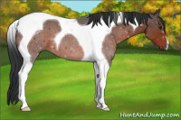 Horse Color:Brown Tobiano 