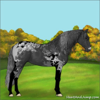 Horse Color:Black Tobiano 