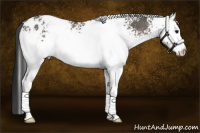 Horse Color:White Spotted Black Appaloosa