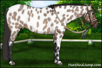 Horse Color:Bay Roan Dun Near Leopard 